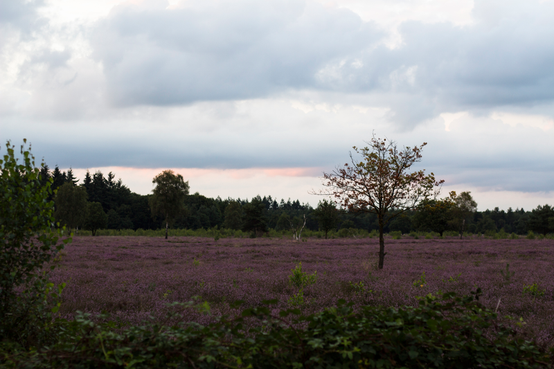 Illustration for article titled Heathlands in bloom
